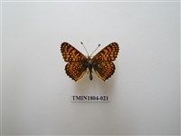 藏品(網蛺蝶 )的圖片